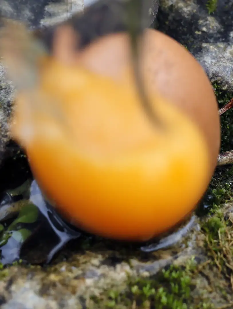 Egg the Flow photograph
